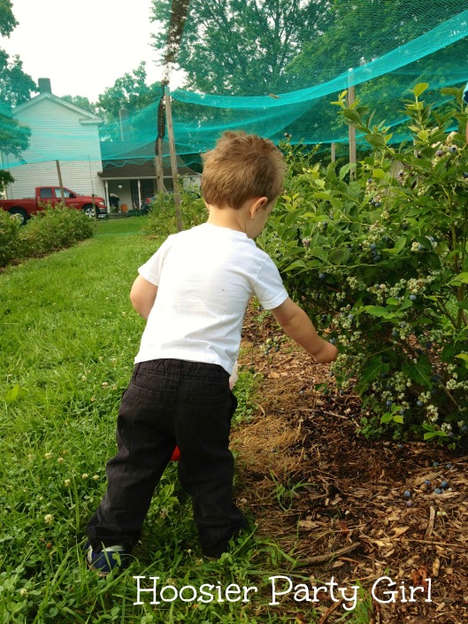 toddler picking blueberries
